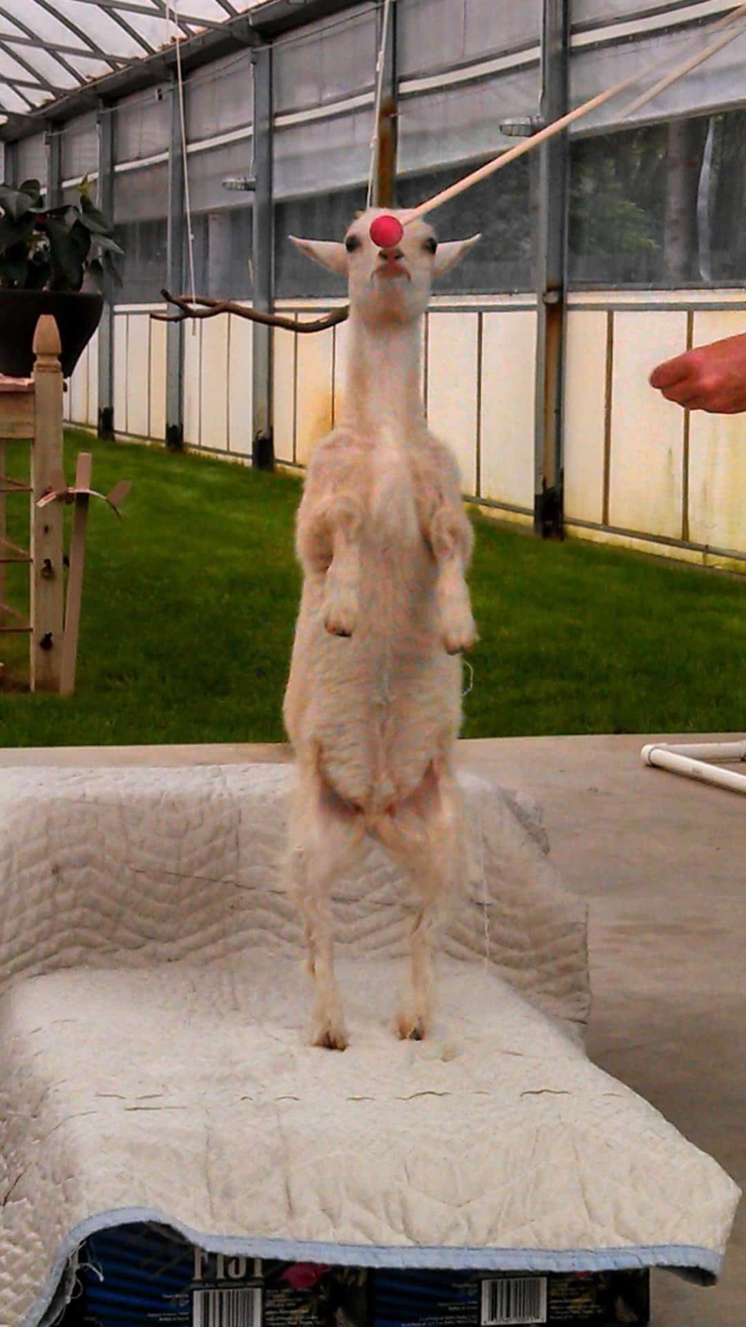 Feta targeting The Animal Behavior Center