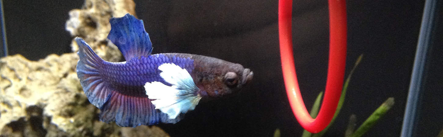 fishalso