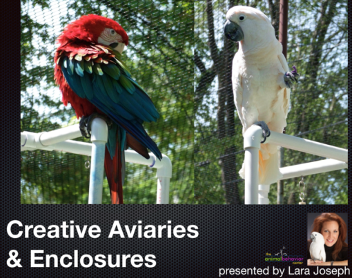 Slide Show Of Some Of My Bird Photos >> Creative Aviaries Enclosures The Animal Behavior Center Slide Show Of Some Of My Bird Photos >> Creative Aviaries Enclosures The Animal Behavior Center