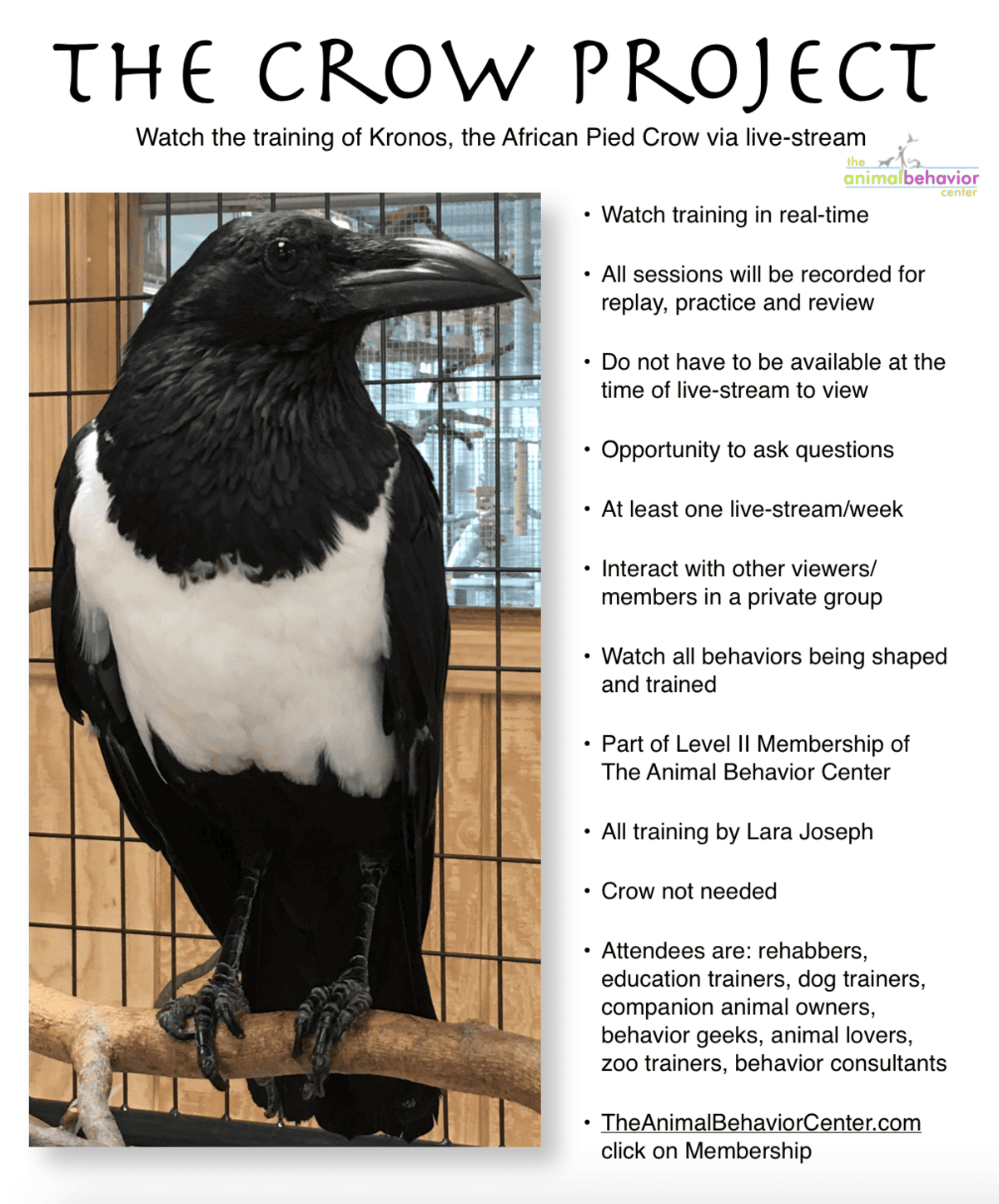 The Crow Project-2 - The Animal Behavior Center The Crow Project-2 - The Animal Behavior Center