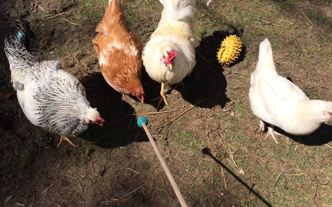 11 Reasons Why You Should Be Training Your Animal To Touch A Target