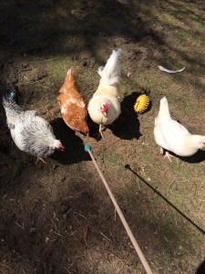 Teaching chickens to touch a target stick helped me get them back in their coop at the end of the day.