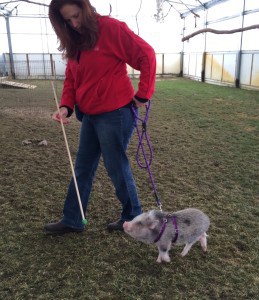 Because Milo already knew how to target his snout to a stick, it was easy for me to then teach him how to heel while on a leash. The target stick told him exactly where I wanted him to be while on the leash, preventing him from rushing ahead and pulling me on the leash.