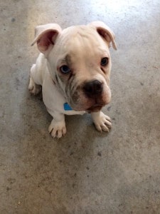 "Levi, what did you do?" Levi is our deaf, old english bulldog....a dirty one. 