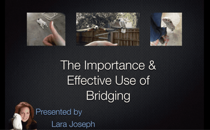 The Importance & Effective Use of Bridging