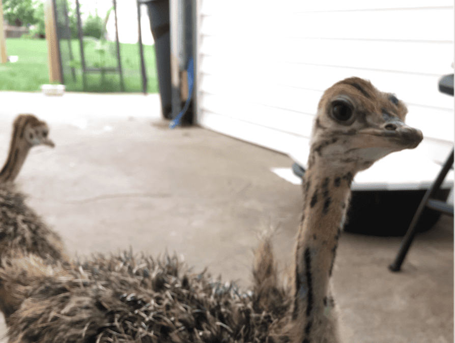 Ostrich Chick Enrichment