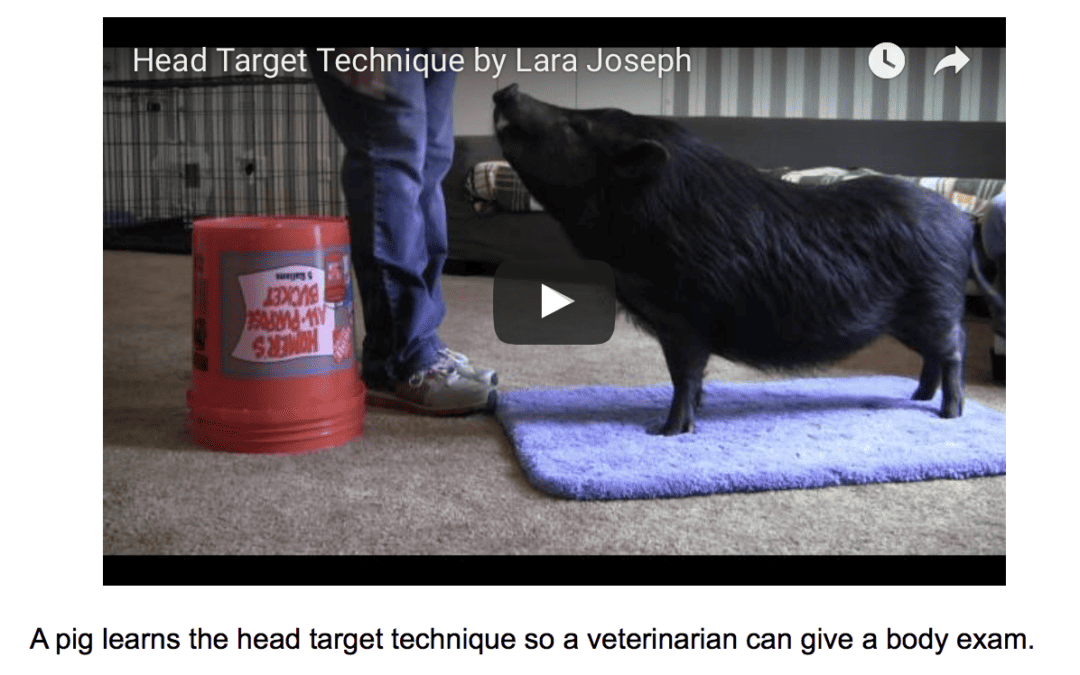 Dr. Karen Becker Gives Advice On Fearful Pets At The Vet’s Office