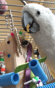 Enrichment is a must in developing a confident, independent animal. Check out The Parrot Project and follow as we bring Koko the parrot into the center for training for successful rehoming.