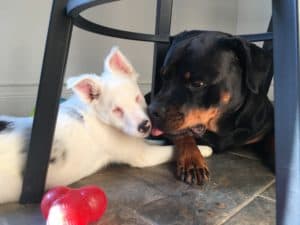 Quincy, our Rottweiler accepting Snow, our deaf and blind puppy into the household. Check out our Snow Project for the training of Snow.