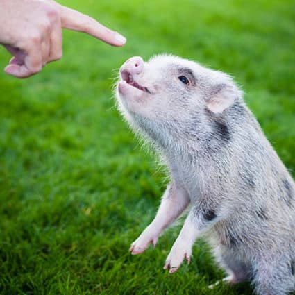 the-pig-project-425x425
