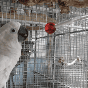 Target training a cockatoo with a lollipop target stick.