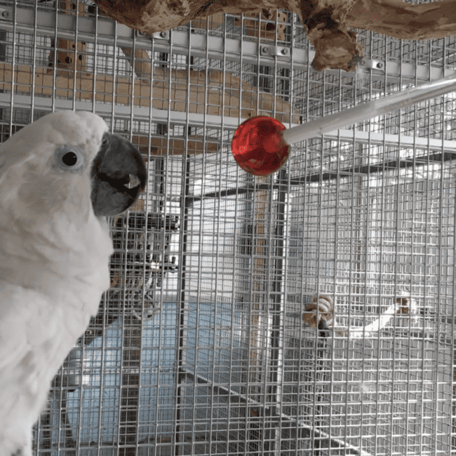 Target training a cockatoo with a lollipop target stick.