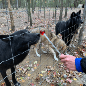Target training a wolf with a lollipop target stick.