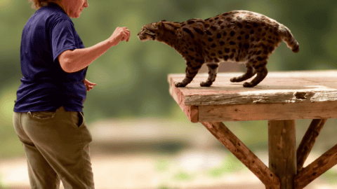 Fishing cat voluntarily approaching a trainer during a positive reinforcement training session