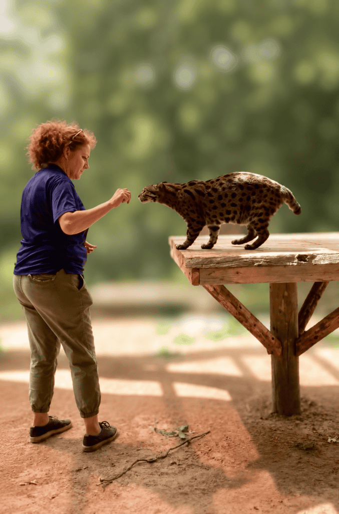 Fishing cat voluntarily approaching a trainer during a positive reinforcement training session