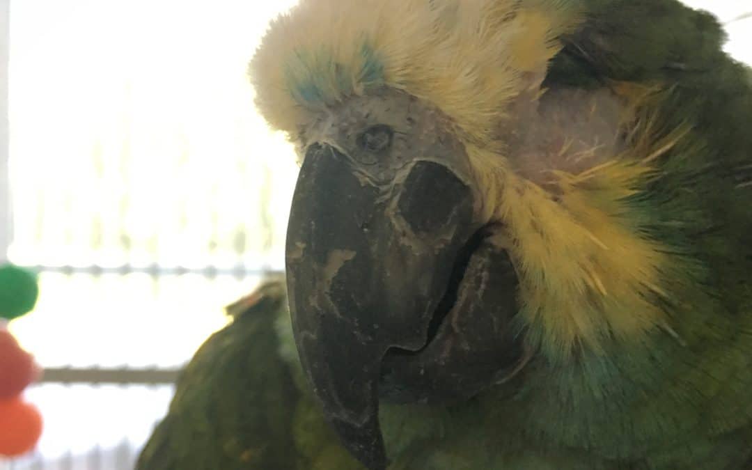 Meet Sam, the Blind Blue-Fronted Amazon Parrot
