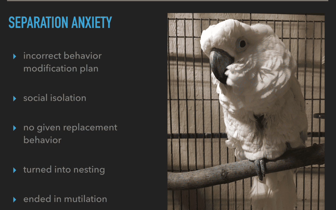 The Severity of Separation Anxiety