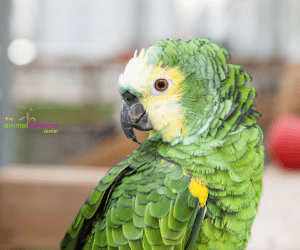 gifts for parrot lovers
