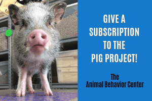 pig project - The Animal Behavior Center pig project - The Animal Behavior Center