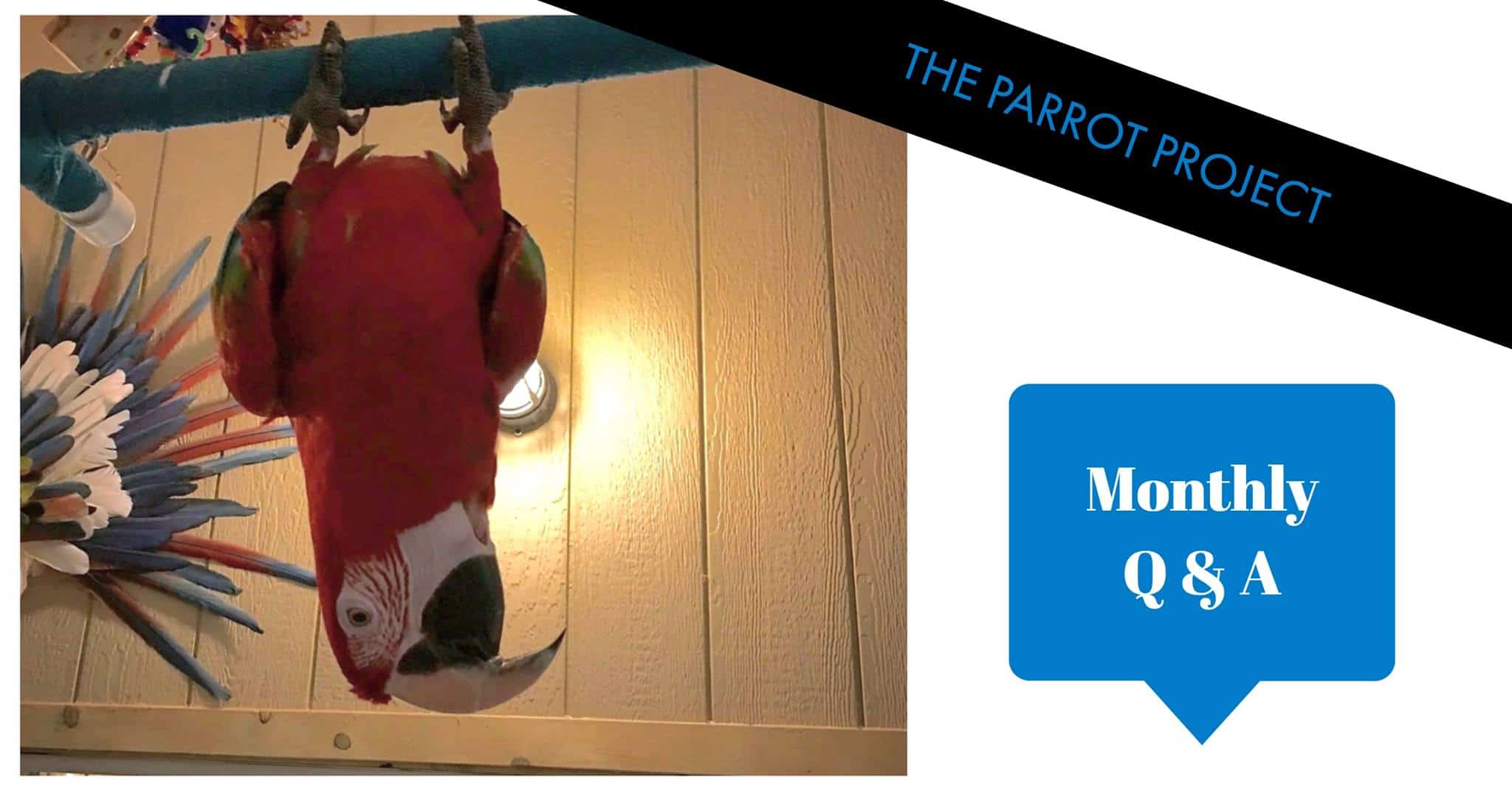 Parrot-Project-Monthly-QA