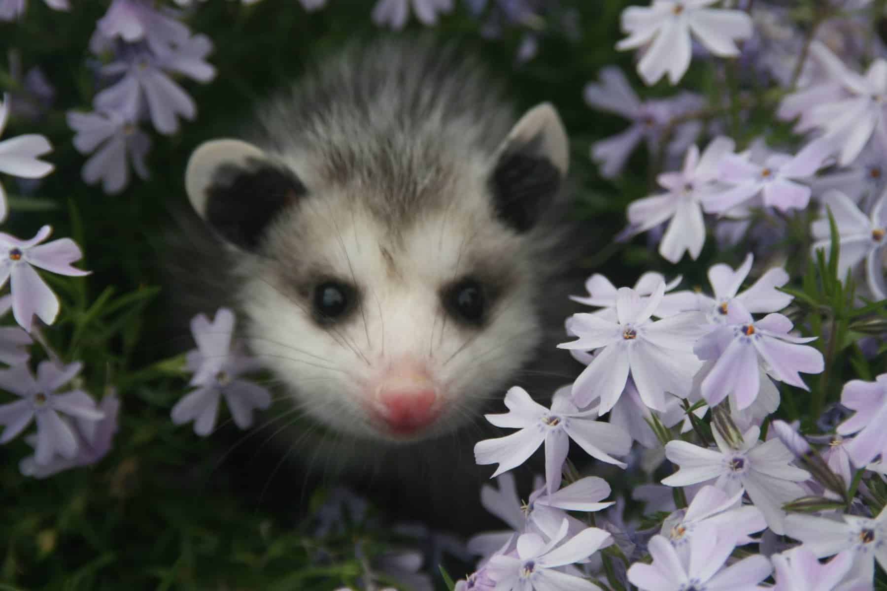 Nature S Nursery S Annual Wildlife Festival At Toledo Botanical