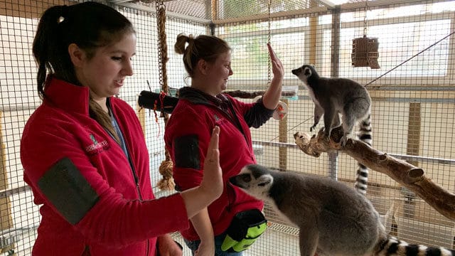zookeepers training two lemurs