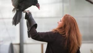 Training a turkey vulture at The Animal Behavior Center