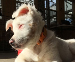 How to train a deaf and blind dog