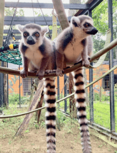 lemur encounter