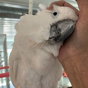 Umbrella cockatoo named Koko