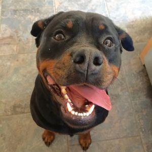 Quincy, our Rottweiler at The Animal Behavior Center