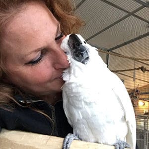 Rico, umbrella cockatoo