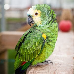 Suki, Blue Fronted Amazon Parrot