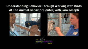 Understanding Behavior Through Working with Birds At The Animal Behavior Center, with Lara Joseph
