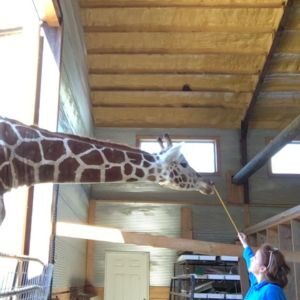 target training a giraffe