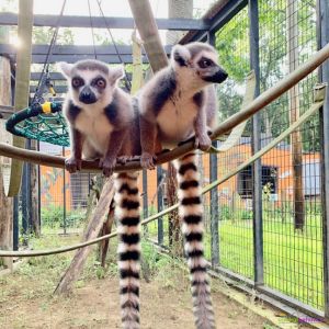 lemurs