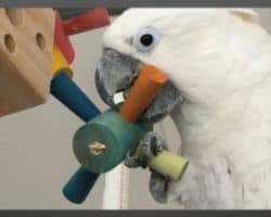 parrot enrichment