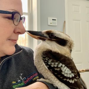 Kooky the Kookaburra