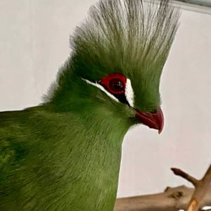 Marula, a Turaco