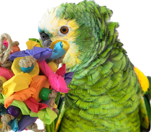 Amazon parrot and enrichment toy.