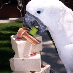 cockatoo playing with enrichment toy
