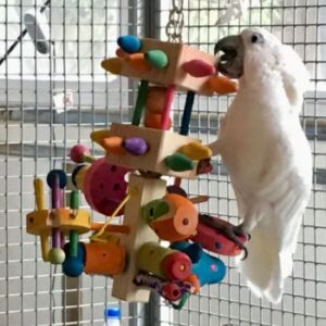 cockatoo and enrichment toy