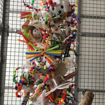 parrot enrichment toy