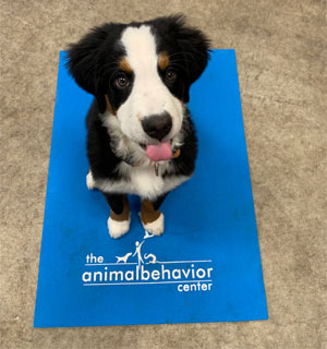 dog at The Animal Behavior Center