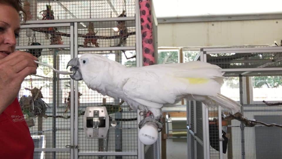 training a cockatoo