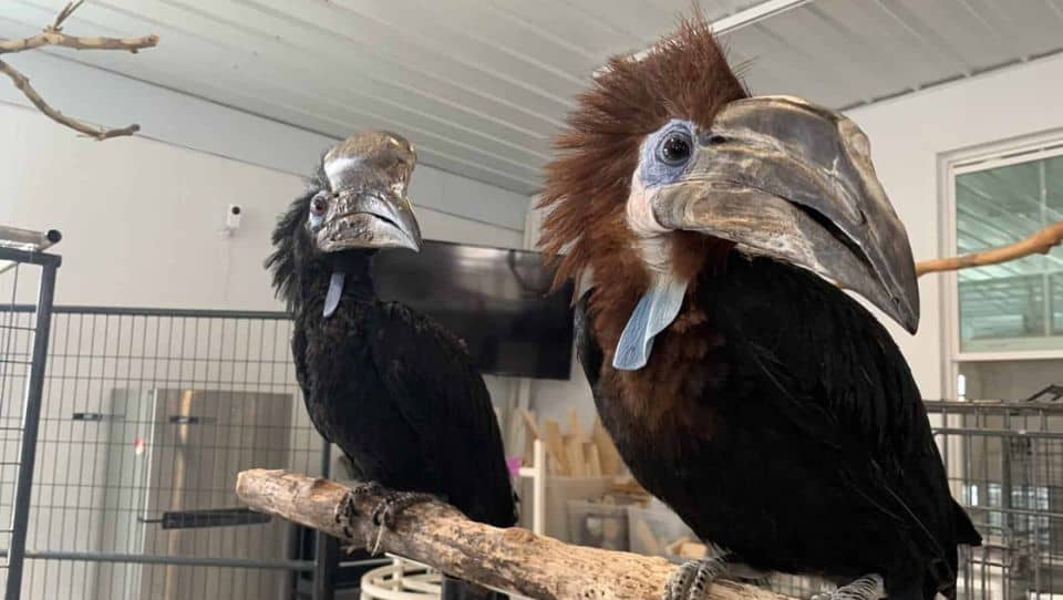 Black casqued hornbills.