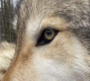 how to change behavior concerns with animals