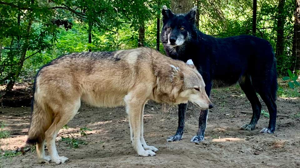 2 wolves.