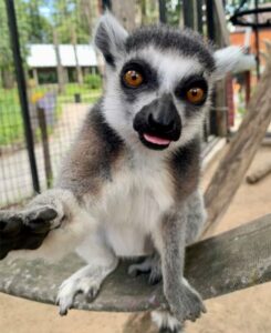 lemur.