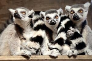 Gherkin, Dill, & Chili; our Ring-tailed lemurs